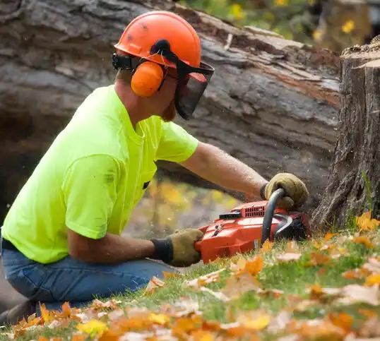 tree services West Hammond